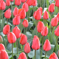 Tulip 'Red Impression' -UK Garden Plants Shop tulip red impression 2