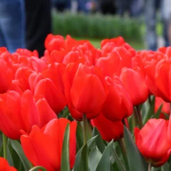 Tulip 'Red Impression' -UK Garden Plants Shop tulip red impression 3 6c94d4de 1193 492d 8e36 294318a34080