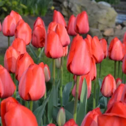 Tulip 'Red Impression' -UK Garden Plants Shop tulip red impression 4