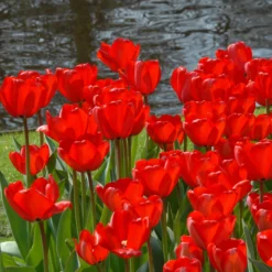 Tulip 'Red Impression' -UK Garden Plants Shop tulip red impression 5