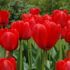 Tulip 'Red Impression' -UK Garden Plants Shop tulip red impression 6
