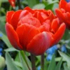 Tulip 'Red Princess' -UK Garden Plants Shop tulip red princess 0