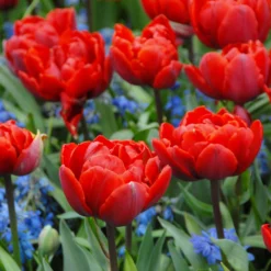 Tulip 'Red Princess' -UK Garden Plants Shop tulip red princess 2 scaled