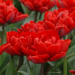 Tulip 'Red Princess' -UK Garden Plants Shop tulip red princess 3 scaled