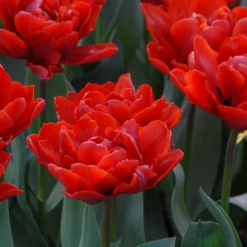 Tulip 'Red Princess' -UK Garden Plants Shop tulip red princess 4 scaled