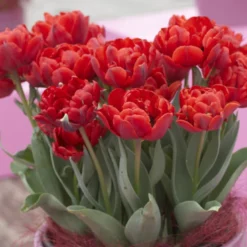 Tulip 'Red Princess' -UK Garden Plants Shop tulip red princess 6