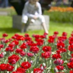 Tulip 'Red Princess' -UK Garden Plants Shop tulip red princess 7