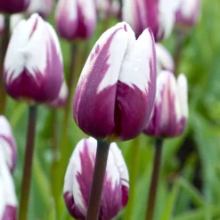 Tulip 'Rems Favourite' -UK Garden Plants Shop tulip rems favourite 0