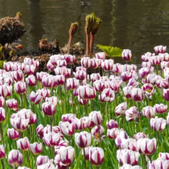 Tulip 'Rems Favourite' -UK Garden Plants Shop tulip rems favourite 1