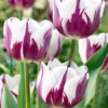 Tulip 'Rems Favourite' 1 Tulip 'Rems Favourite' -UK Garden Plants Shop tulip rems favourite 1 f17a945d 803d 494a 8e0f c6299022ed09