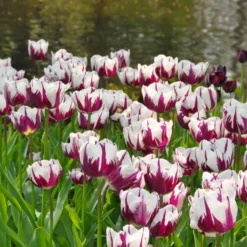 Tulip 'Rems Favourite' -UK Garden Plants Shop tulip rems favourite 2