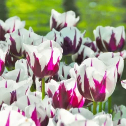 Tulip 'Rems Favourite' -UK Garden Plants Shop tulip rems favourite 3