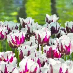 Tulip 'Rems Favourite' -UK Garden Plants Shop tulip rems favourite 4