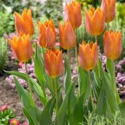 Tulip 'Request' -UK Garden Plants Shop tulip request 01