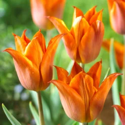 Tulip 'Request' -UK Garden Plants Shop tulip request 02