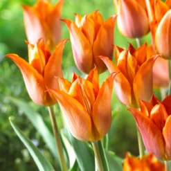 Tulip 'Request' -UK Garden Plants Shop tulip request 03