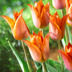 Tulip 'Request' -UK Garden Plants Shop tulip request 04