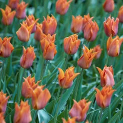 Tulip 'Request' -UK Garden Plants Shop tulip request 1