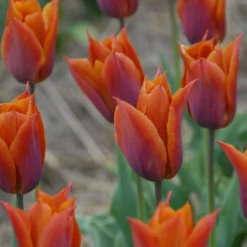 Tulip 'Request' -UK Garden Plants Shop tulip request 10 scaled