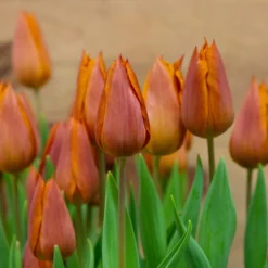 Tulip 'Request' -UK Garden Plants Shop tulip request 11 scaled