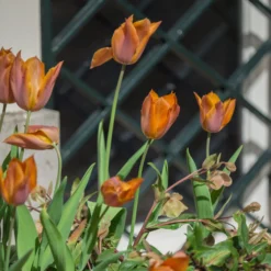 Tulip 'Request' -UK Garden Plants Shop tulip request 12 scaled