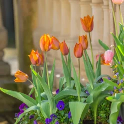 Tulip 'Request' -UK Garden Plants Shop tulip request 13 scaled