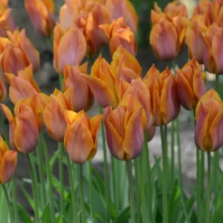 Tulip 'Request' -UK Garden Plants Shop tulip request 14 scaled