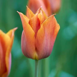 Tulip 'Request' -UK Garden Plants Shop tulip request 2