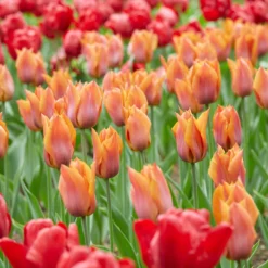 Tulip 'Request' -UK Garden Plants Shop tulip request 3