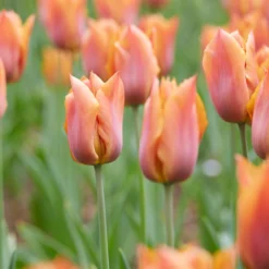Tulip 'Request' -UK Garden Plants Shop tulip request 4