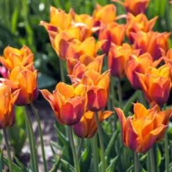Tulip 'Request' -UK Garden Plants Shop tulip request 5 scaled