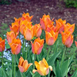 Tulip 'Request' -UK Garden Plants Shop tulip request 6 scaled