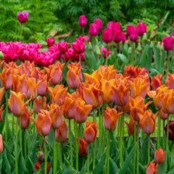 Tulip 'Request' -UK Garden Plants Shop tulip request 8 scaled