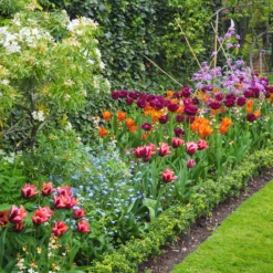 Tulip 'Request' -UK Garden Plants Shop tulip request 9 scaled