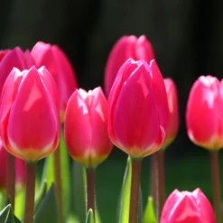 Tulip 'Rosy Delight' -UK Garden Plants Shop tulip rosy delight 1