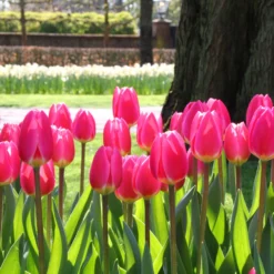 Tulip 'Rosy Delight' -UK Garden Plants Shop tulip rosy delight 11