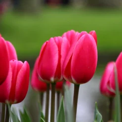 Tulip 'Rosy Delight' -UK Garden Plants Shop tulip rosy delight 7