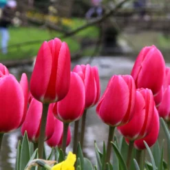 Tulip 'Rosy Delight' -UK Garden Plants Shop tulip rosy delight 9