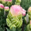 Tulip 'Royal Tower' -UK Garden Plants Shop tulip royal tower 1 scaled