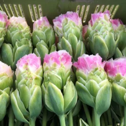 Tulip 'Royal Tower' 5 Tulip 'Royal Tower' -UK Garden Plants Shop tulip royal tower 2