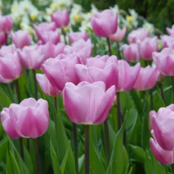 UK Garden Plants Shop -UK Garden Plants Shop tulip saint petersburg 3