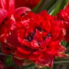 Tulip 'Samantha' -UK Garden Plants Shop tulip samantha 1