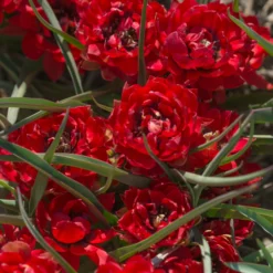 Tulip 'Samantha' -UK Garden Plants Shop tulip samantha 3 scaled