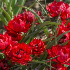 Tulip 'Samantha' -UK Garden Plants Shop tulip samantha 4 scaled