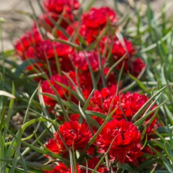 Tulip 'Samantha' -UK Garden Plants Shop tulip samantha 5 scaled
