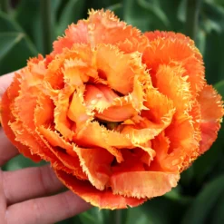 Tulip 'Sensual Touch' -UK Garden Plants Shop tulip sensual touch 00 scaled