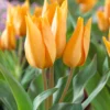 Tulip Praestans 'Shogun' 2 Tulip Praestans 'Shogun' -UK Garden Plants Shop tulip shogun 0 scaled