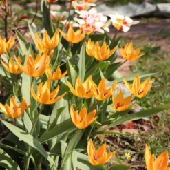 Tulip Praestans 'Shogun' 17 Tulip Praestans 'Shogun' -UK Garden Plants Shop tulip shogun 1 scaled