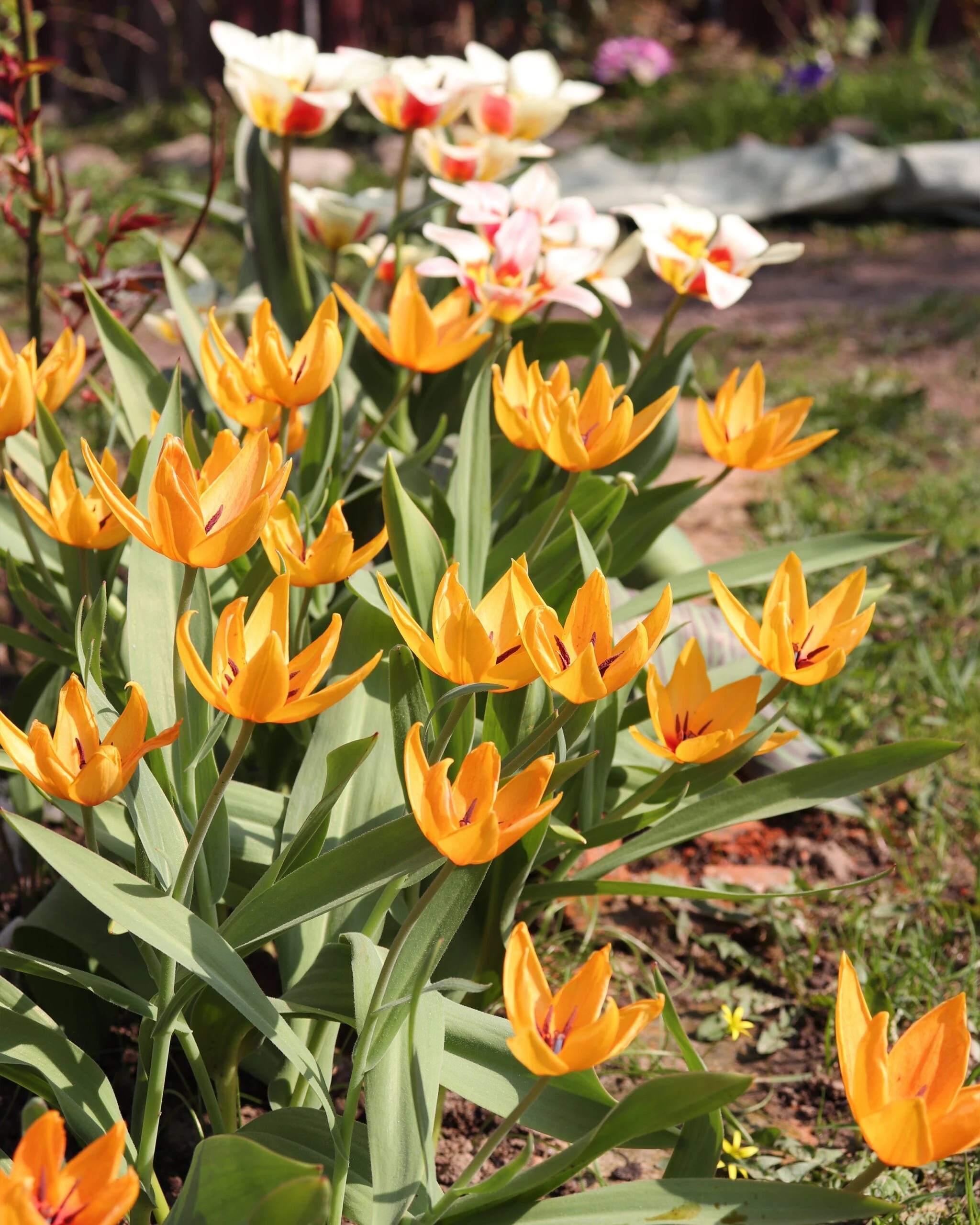 Tulip Praestans 'Shogun' 8 Tulip Praestans 'Shogun' - Image 6