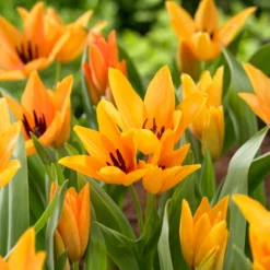 Tulip Praestans 'Shogun' 20 Tulip Praestans 'Shogun' -UK Garden Plants Shop tulip shogun 2 scaled